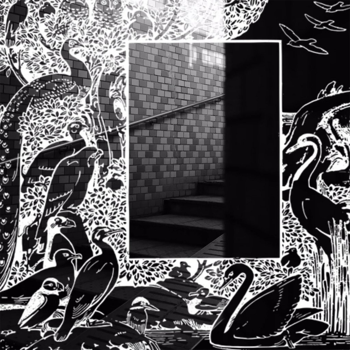 Swans cover artwork